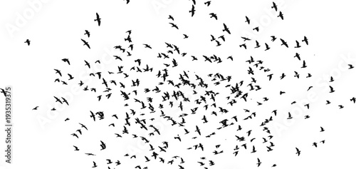 Flock of Flying Birds Silhouette, Large Group in Sky, Black Wildlife Nature Background Vector Illustration