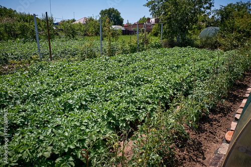 Green potato field in a rural garden under a clear blue sky.