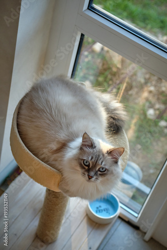 Foto Fluffy Neva Masquerade cat sitting in a cat tree by the window.