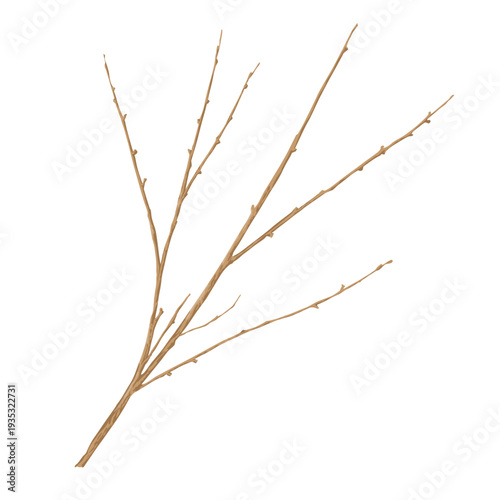 Tree branch. Vector illustration. Hand-drawn spring or winter twig, isolated on a white background. Concept for Easter, spring, or winter forest. Not AI
