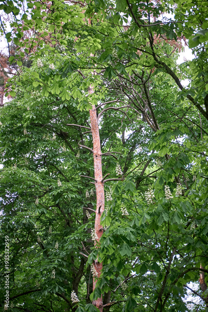 Fototapeta premium Blooming horse chestnut tree with white flowers in a spring forest.
