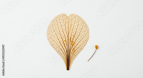 Dried flower leaf and small seed on white background  