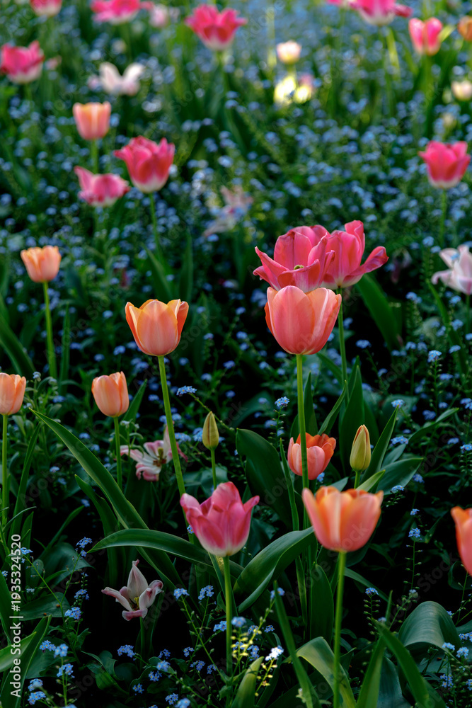 Fototapeta premium Giverny, Francia, Europa - 29 aprile 2025 - Tulipani variegati nel giardino di Claude Monet