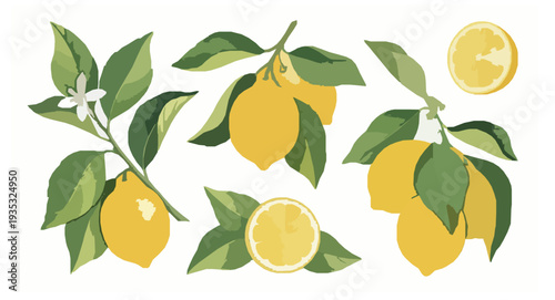 Botanical Watercolor Lemon Branch Clipart with Green Leaves on White Background