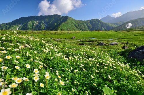 Wallpaper Mural 北アルプス 立山連峰　夏景色	 Torontodigital.ca