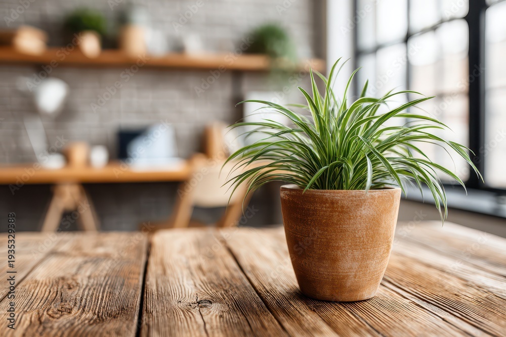 Fototapeta premium Indoor office space with a vibrant spider plant in a terracotta pot on wooden desk, providing natural decor and promoting a calming workspace ambiance.