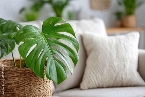 Close-up of a vibrant green Monstera plant in a woven basket near a cream couch, adding a touch of nature and freshness to a modern home interior and creating a tranquil atmosphere.