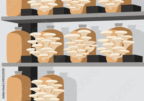 Oyster mushrooms cluster on shelves in a cool, organized cellar. A visually appealing and commercially viable image for food, wellness, or sustainable living themes.