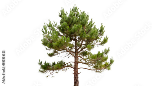 Canvas Print pinus radiata isolated on transparent background