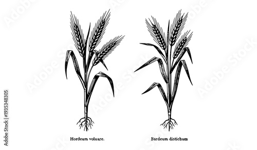 Common Barley and Hordeum Distichum Vintage Engraved Botanical Illustration 19th Century Style