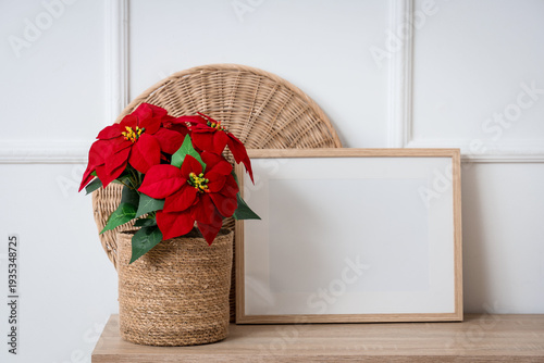 Christmas plant poinsettia ...