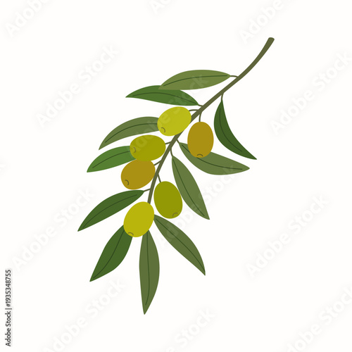 Branch of tree olive with green olives and leaves. Mediterranean plant with edible fruits. Hand drawn vector illustration isolated on white background, modern flat cartoon style.
