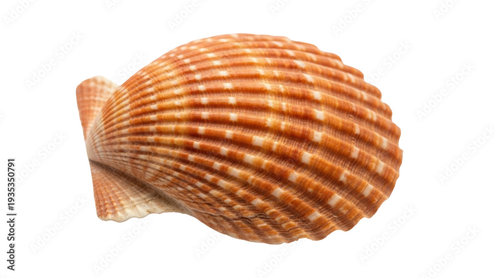 Fototapeta premium Isolated cockle clam shell with stripes, natural marine object for design element on vacation