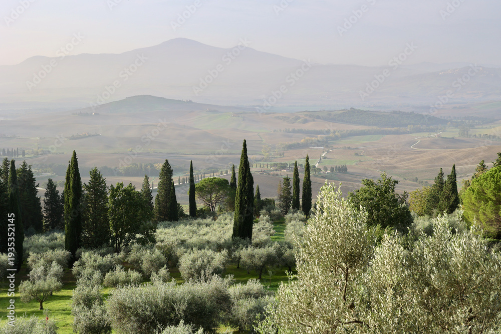 Naklejka premium Autumn Morning Over Olive Groves Near Pienza, Tuscany, Italy