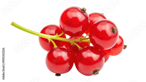 Billede på lærred Isolated bunch of red currant fruit, healthy and refreshing raw snack for vegan