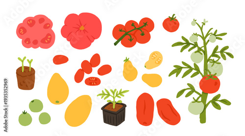 Heirloom Tomato Variety Set. Cherry, Beefsteak, San Marzano, Yellow Pear, Green Tomato, Seedling, Plant. Garden Vegetable Collection Hand Drawn Vector Illustration