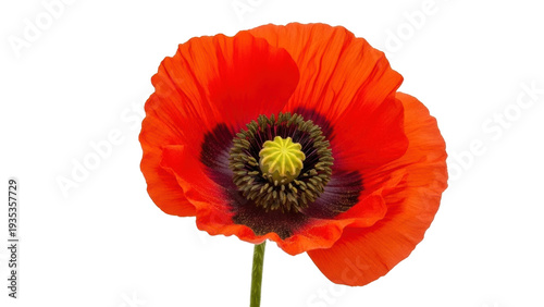 Canvastavla Isolated orange poppy flower with dark center, petals and stamen close up on whi