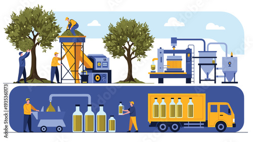 Detailed infographic showing the complete production process of olive oil from harvesting trees to packaging and transport.