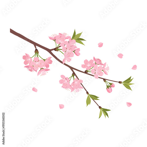Delicate cherry blossoms blooming on a tree branch with falling petals