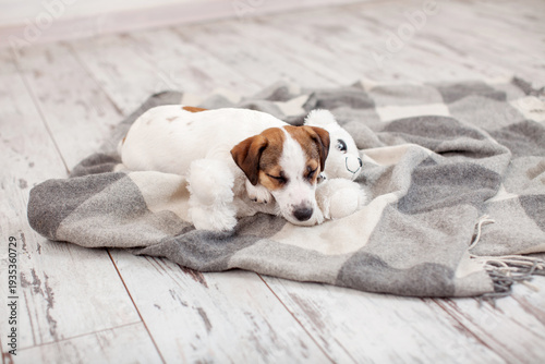 Cute jack russell Puppy Sleeps on blanket at home and hugs toy bear, Dog sleeping at cozy living room