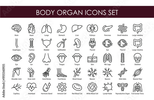 Body Organ line icons set