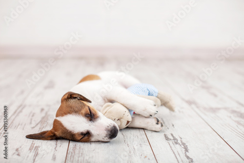 Dog sleeping on the warm wooden floor of the house, puppy is resting in an embrace with a toy, copy space