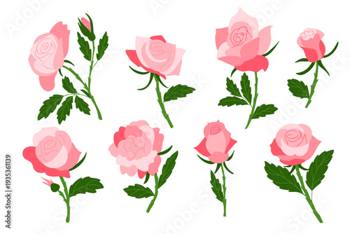 Collection of pink roses in various stages of bloom with green leaves, arranged in a visually appealing layout on a white background