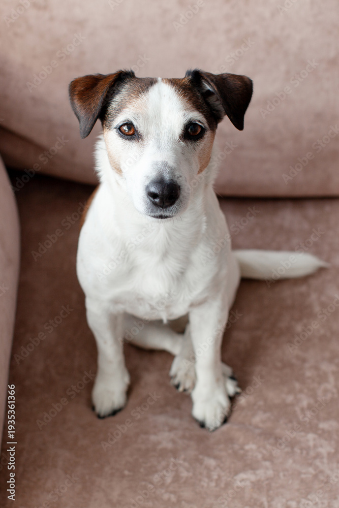Fototapeta premium Cute Dog Jack Russell sitting on sofa at home, portrait of pet dog resting alone at light living room, top view