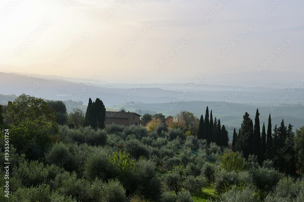 Naklejka premium Autumn Sunrise Over Olive Grove Near Pienza, Tuscany, Italy