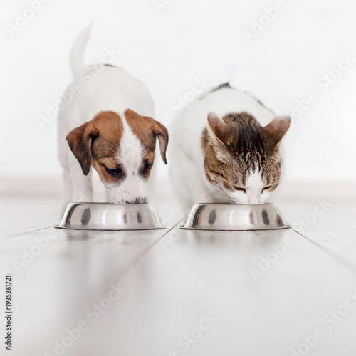 Friends Dog Jack russell and domestic gray cat eating food at light living room at home, puppy eating dogs food