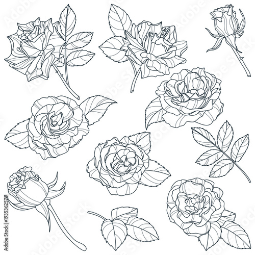 Rose flowers set, vector sketch illustration. Roses blossom, leaves and buds isolated on white background