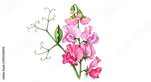 Pink sweet pea flowers and green tendrils watercolor pink flowers botanical delicate