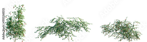 Set of Abutilon megapotamicum (trailing abutilon or Brazilian bell-flower) blossoming frontal isolated png on a transparent background perfectly cutout