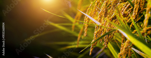 Panoramic view of rice paddies and rice plants bathed in soft sunlight during the golden hour before sunset in the countryside, Gim Po-si South Korea