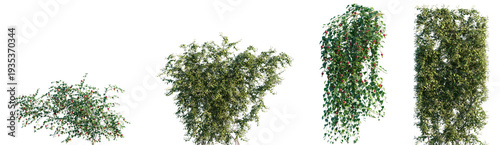 Tableau sur toile Set of Abutilon megapotamicum and Lonicera japonica blossoming frontal isolated