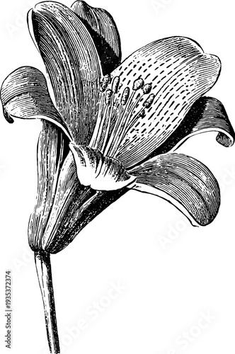 Detailed 19th century botanical amber stone sketch for retro design