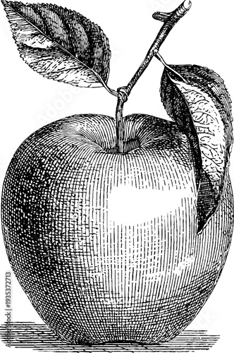 Apple vintage botanical illustration from 19th century engraving - ideal for retro design and art projects