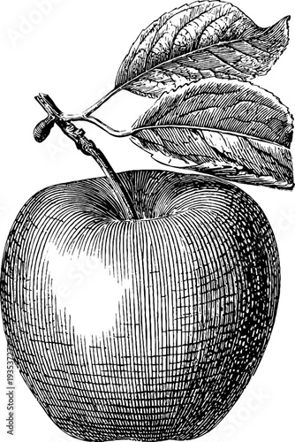 Vintage botanical apple engraving from 19th century with detailed woodcut design