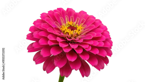 Foto Isolated pink zinnia bloom on a stem, vibrant color, close-up, beautiful, colorf