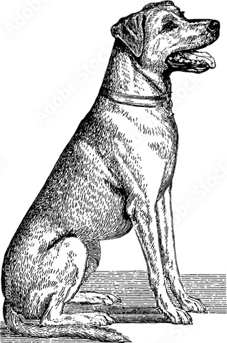 Vintage botanical dog engraving from 19th century - hand drawn silhouette for retro design and decor