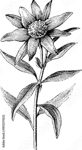 Edelweiss vintage botanical sketch from 19th century for historical floral design