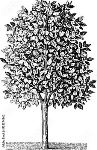 Vintage botanical engraved tree for rsvp card design