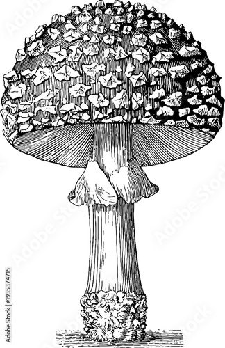 Vintage botanical engraving of fly agaric mushroom from the 19th century