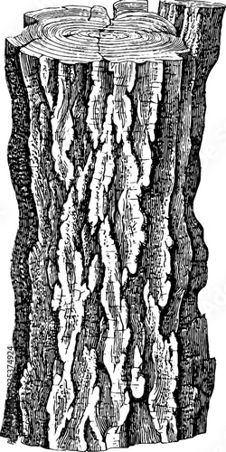 Vintage tree trunk cross section vertical illustration for natural design