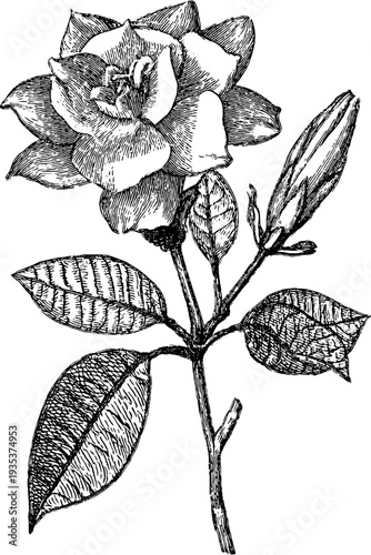 Gardenia botanical engraving from the 19th century for elegant retro design