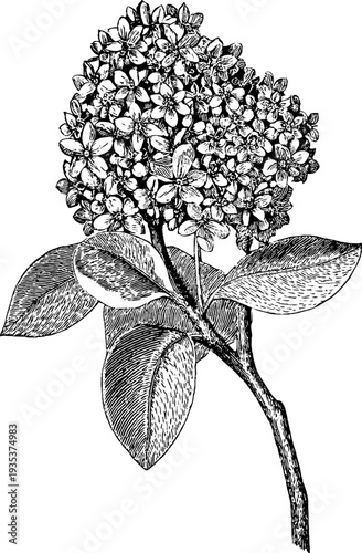 Vintage botanical engraving of garnet gemstone plant - 19th century detailed sketch for design