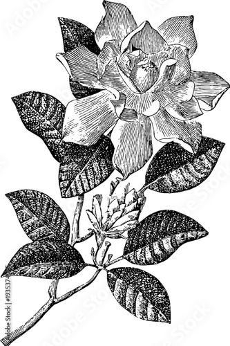 Detailed 19th century gardenia botanical engraving for retro design
