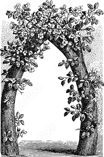 Gothic arch with climbing plants - vintage hand drawn design for ornamental decoration