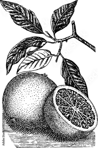 Grapefruit botanical engraving from the 19th century – vintage fruit sketch for design and decoration