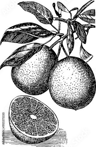 Detailed grapefruit botanical engraving from 19th century for vintage design